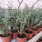 Eukalyptus (Eucalyptus cinerea) ´SILVER DOLLAR´ - výška 30-50 cm, kont. C3L (-13°C)